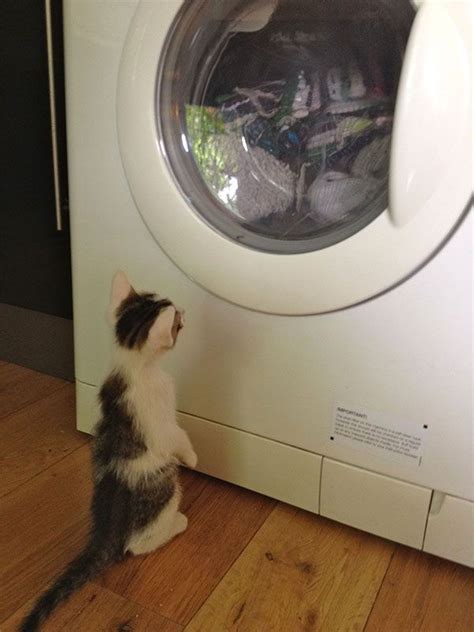 funny kitten videos|kitten watching laundry videos.